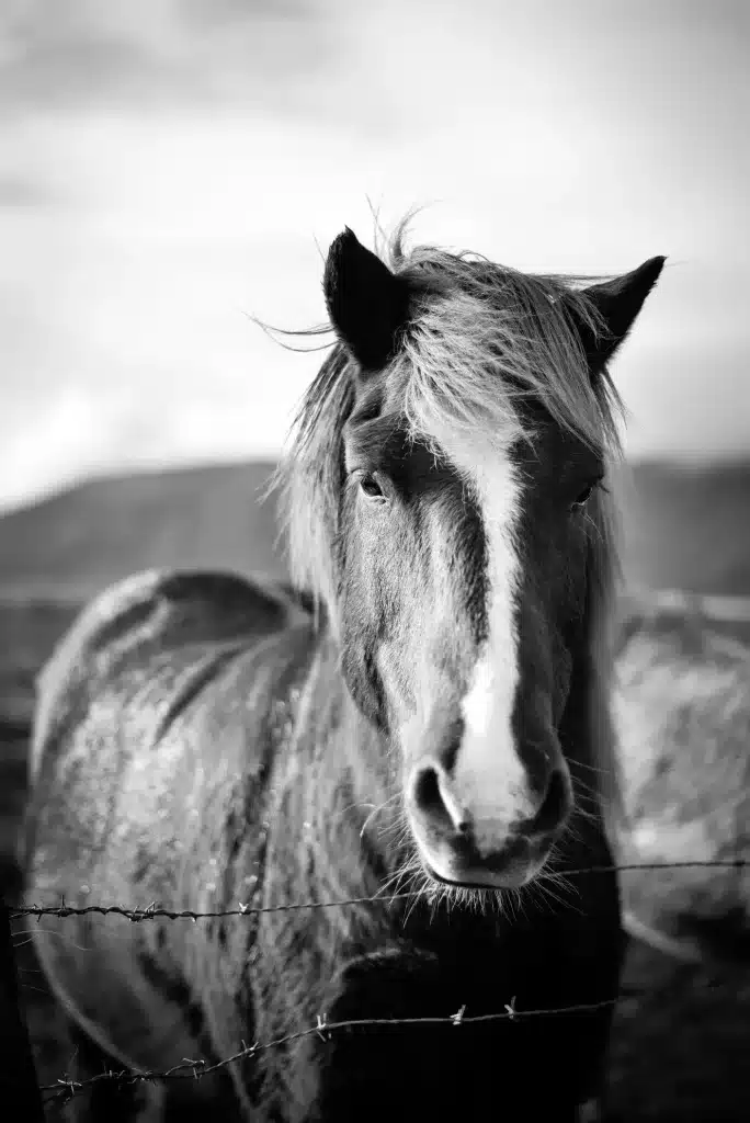 I love travel photography. Here is an Icelandic horse captured by my best DSLA Nikon camera and lens during travel.