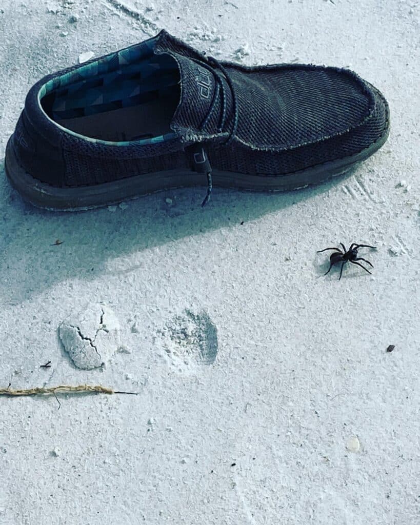 Spider on the beach, tigertail beach, spiders in Florida