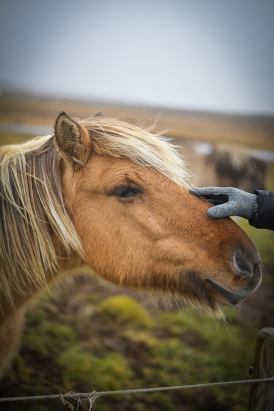 A picture of an Icelandic horse in this guide to what to wear in Iceland, including waterproof gear.