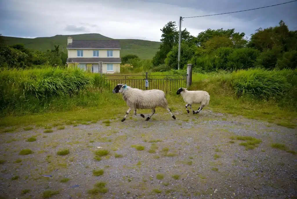 Sheep are a common sight in Ireland. If you're wondering what to wear in Ireland, wool is worn often for warmth.