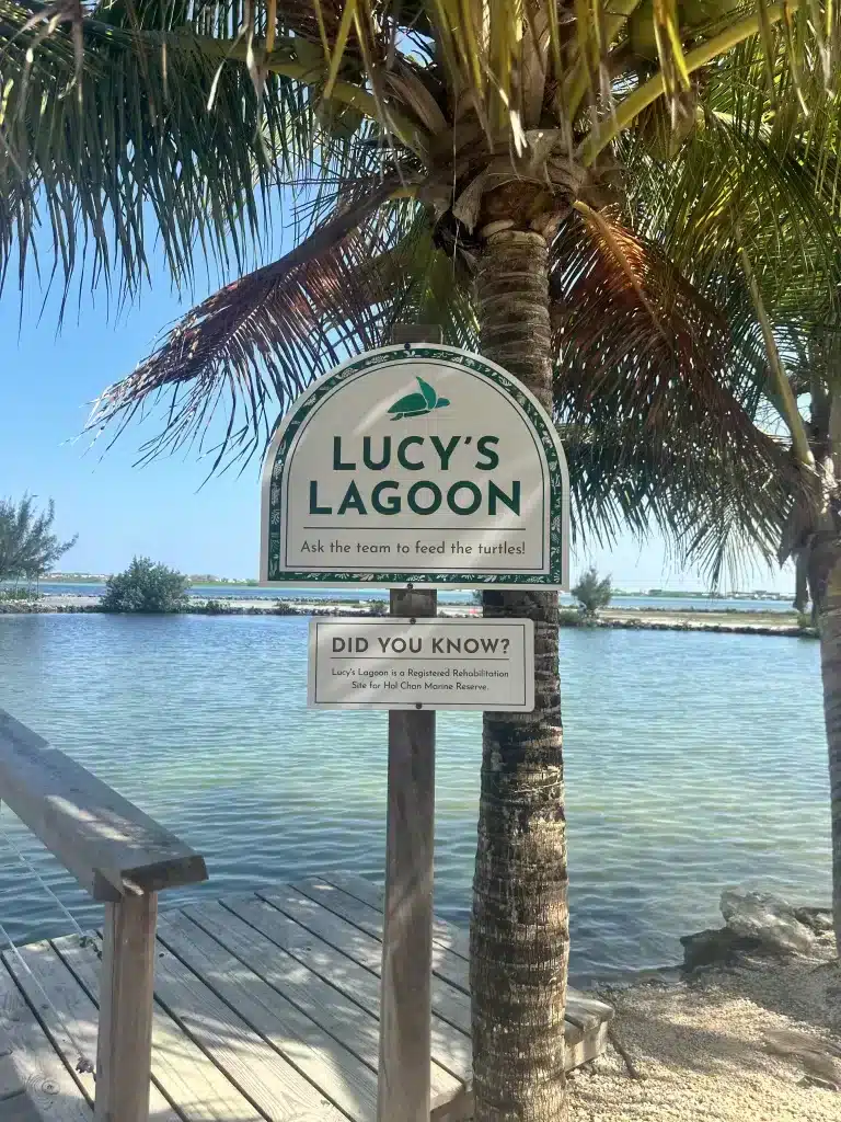 Searching for turtles in Lucy's Lagoon was one of the fun things to do while we stayed in San Pedro. 