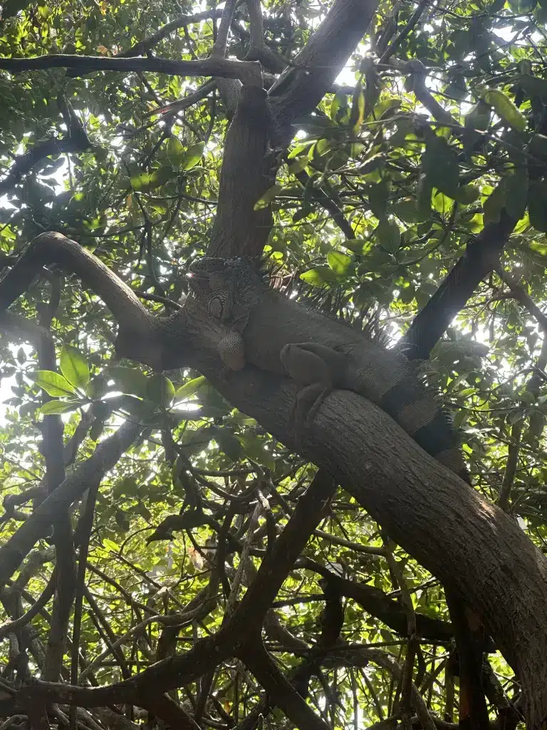 Things to do in San Pedro: the iguana sanctuary. 