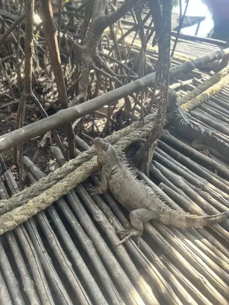 If you run out of things to do in San Pedro, check out the iguana sanctuary.