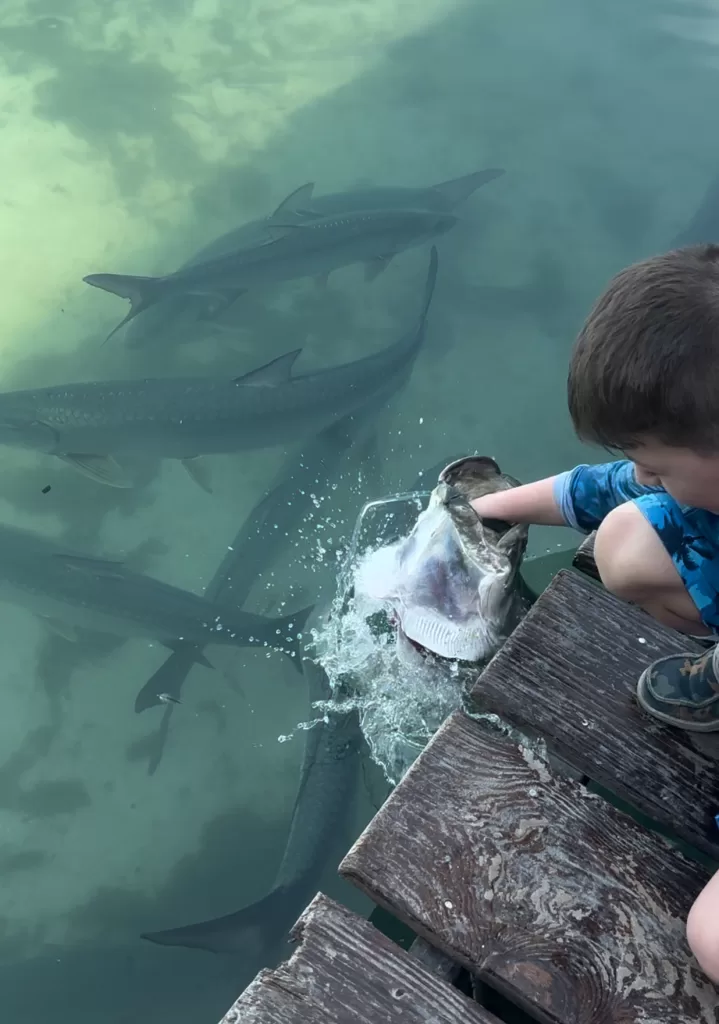 Add tarpon feeding to you Belize itinerary if you travel with family. It is one of the fun things to do in Caye Caulker, Belize