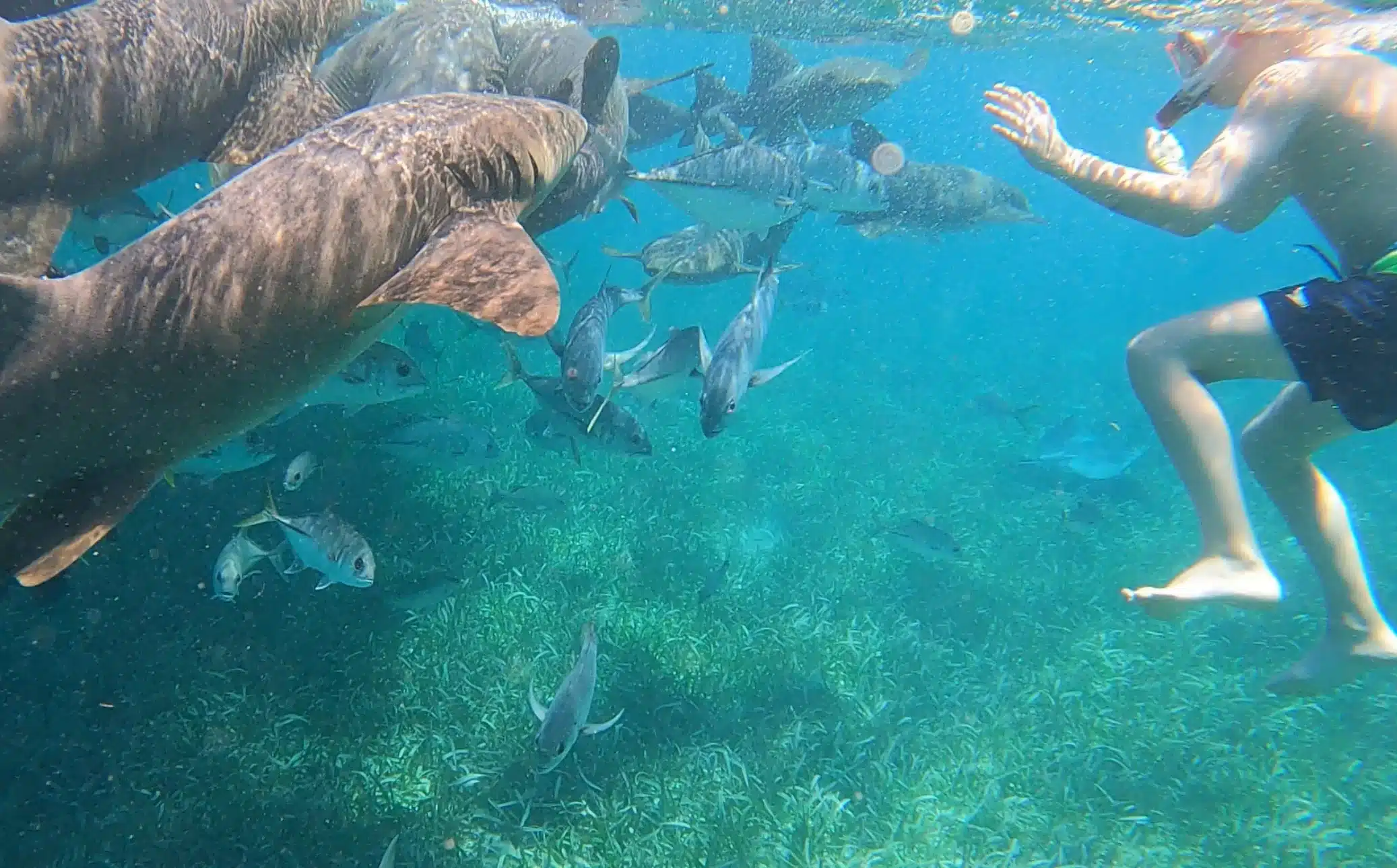 If swimming with sharks is on your list of things to do in San Pedro, Belize, add Shark Ray Alley to your itinerary.