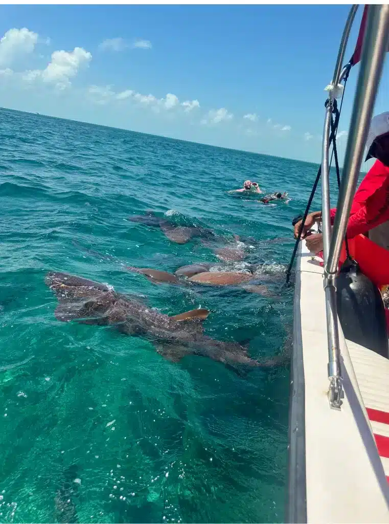 If swimming with sharks is on your list of things to do in San Pedro, Belize, add Shark Ray Alley to your itinerary.