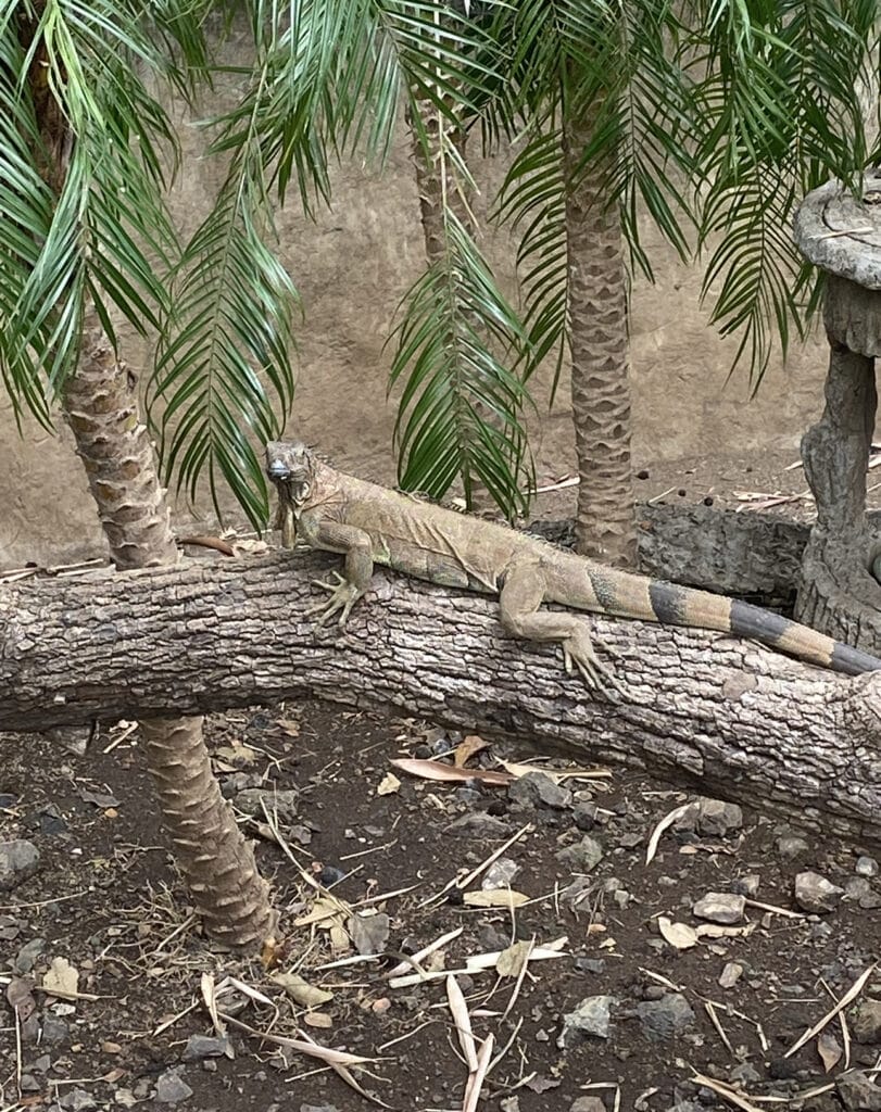 Iguana basking in the sun.