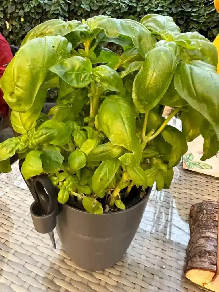 A basil plant at Fridheimar which is a favorite restaurant on the Golden Circle tour in Iceland and seen on the map. 