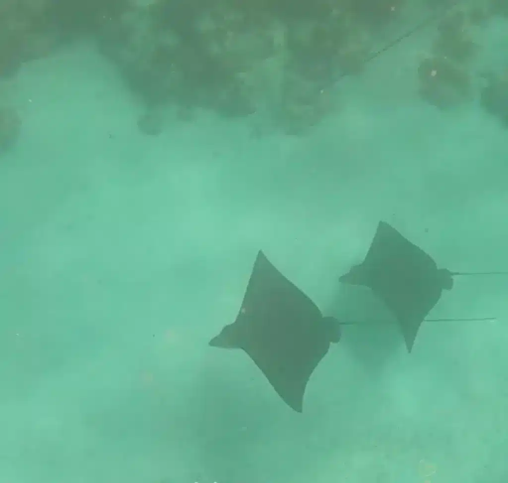 Hol Chan Marine Reserve Eagle Rays.