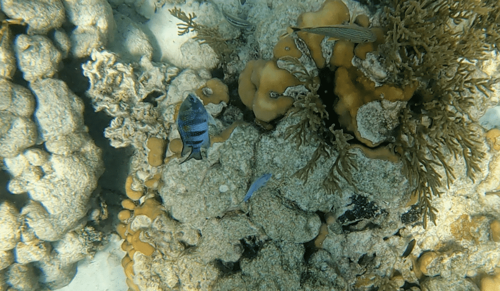 Hol Chan Snorkeling is a popular thing to do when you stay on Caye Caulker.