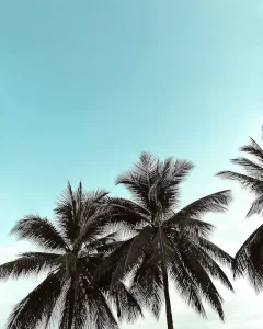 Palms in the Florida Keys.