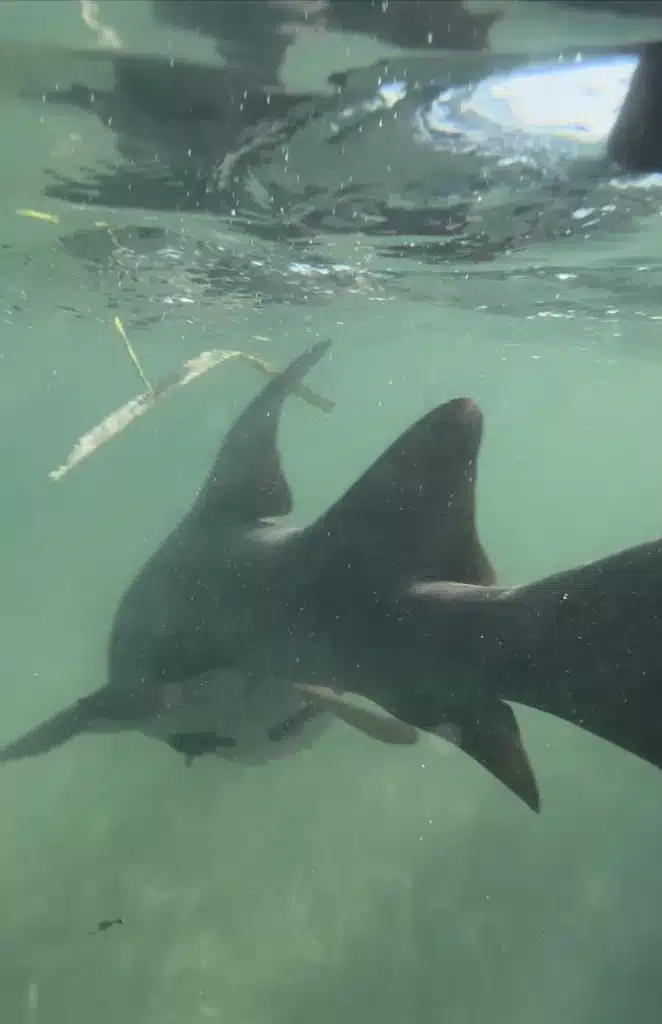 A 6 foot nurse shark my kid caught while doing his favorite free activity on Caye Caulker, fishing. 