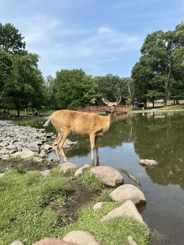 If you're wondering what to do near Taylors Falls, check out Fawn-Doe-Rosa. 