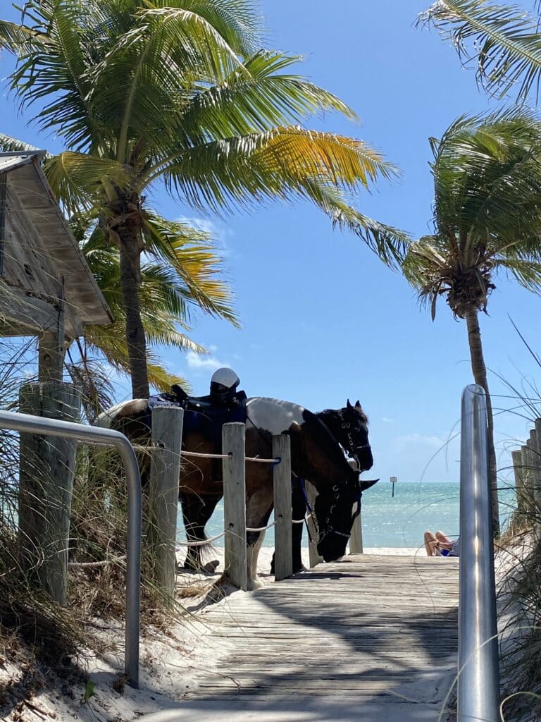 Horses leading up to one of the beaches.