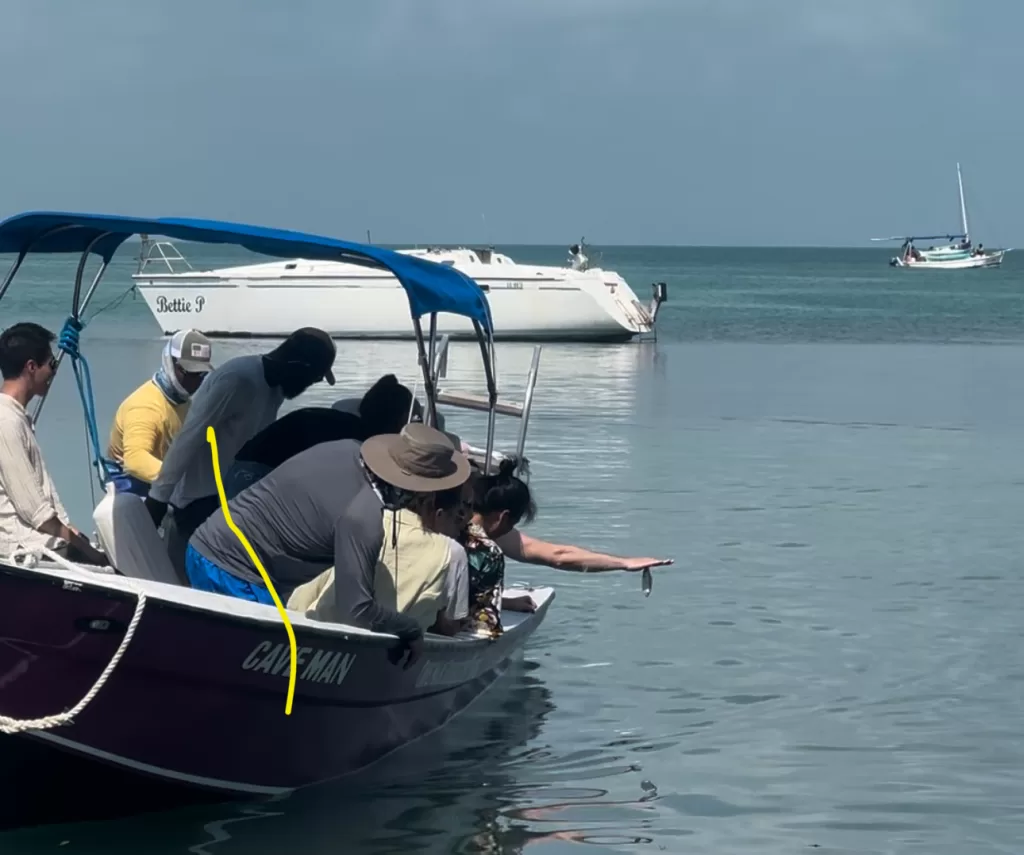 If you're looking for things to do in Caye Caulker, consider feeding the tarpon, which could be one of your favorite family activities in Belize.