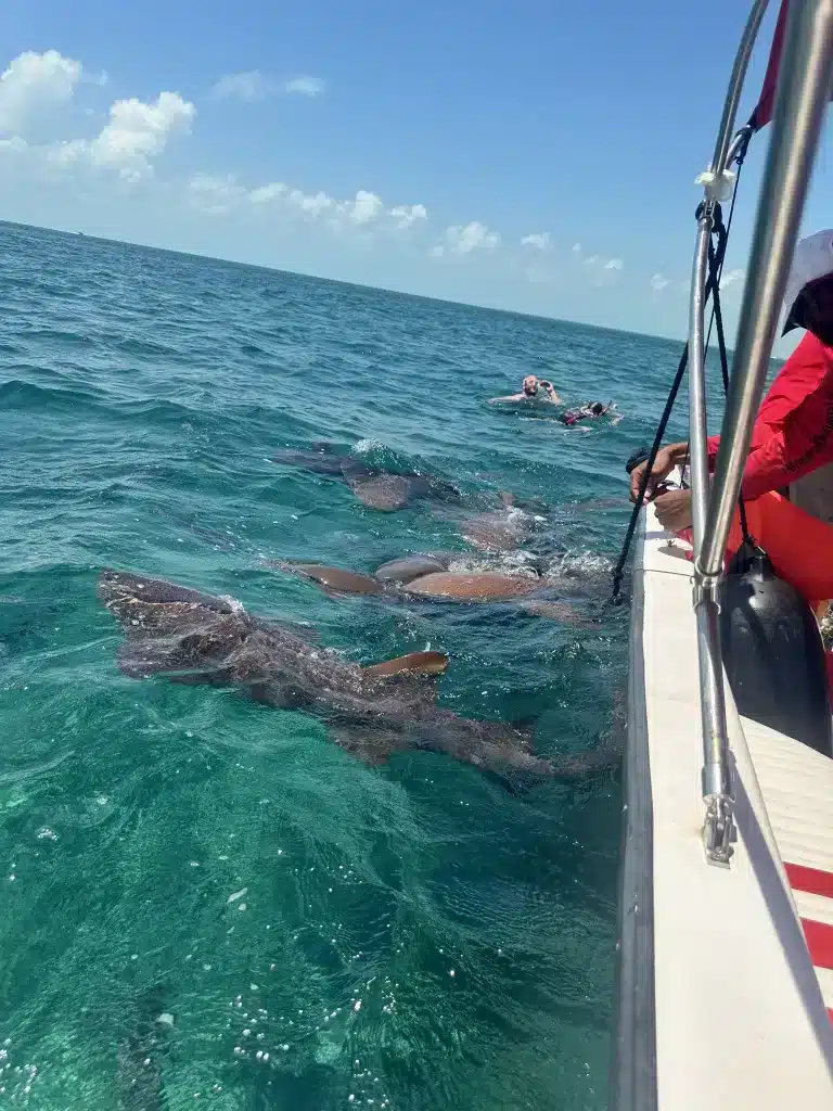 Swimming with sharks in Shark Ray Alley.