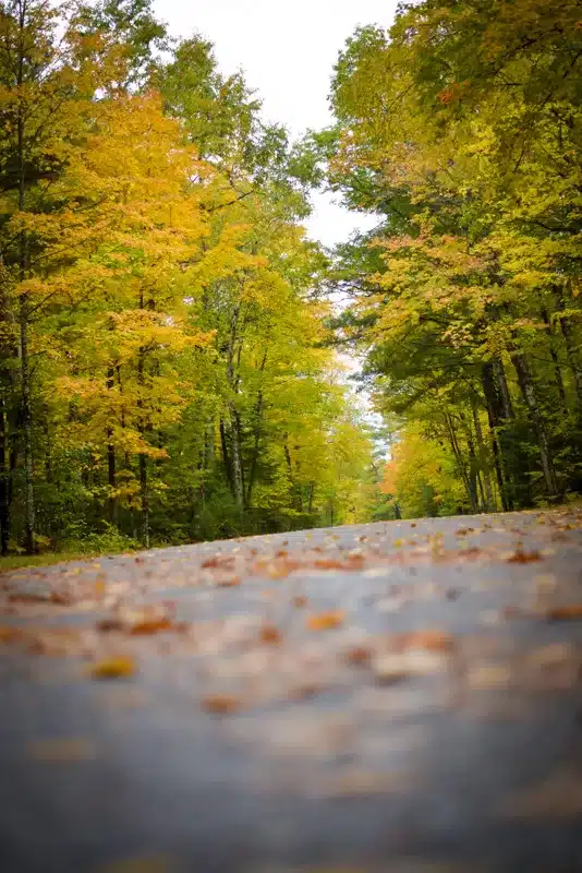 We love to find beautiful fall leave while driving around MN.