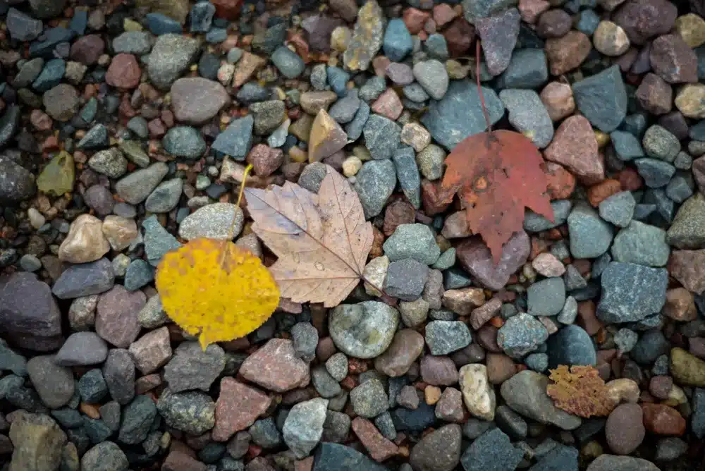 Driving around and taking pictures of MN fall leaves is one of Minnesota's free fall activities. 