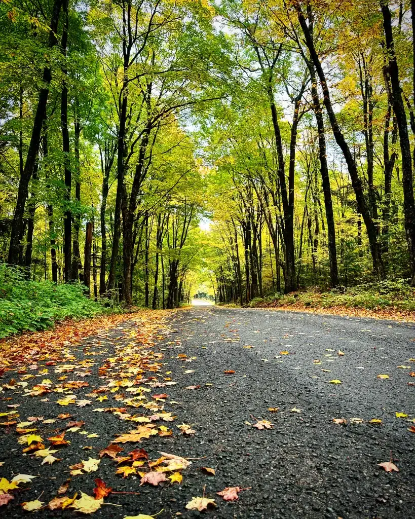 I think one of the best activities on a fall day in Minnesota is driving around and looking at the fall foliage. 