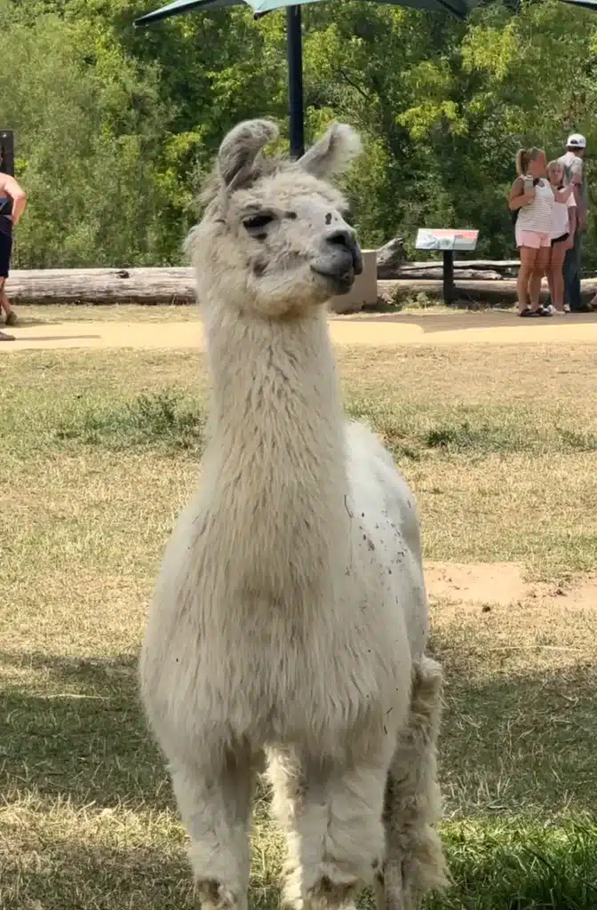 One of our favorite attractions at the Minnesota Zoo is the Llama area and this can be found on the attractions map on this visitors guide. 