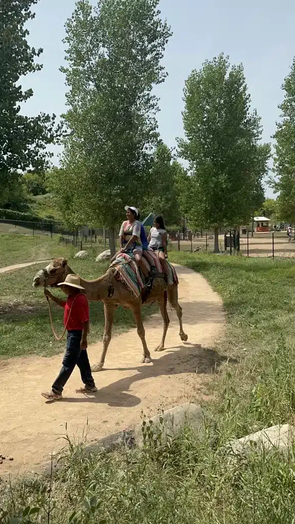 A camel ride is a fun activity at the zoo.