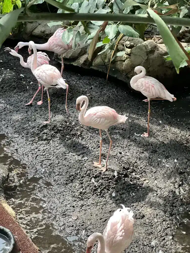 We love seeing flamingos at the Minnesota Zoo and these can be found in the tropical area of the attractions map in this visitors guide.