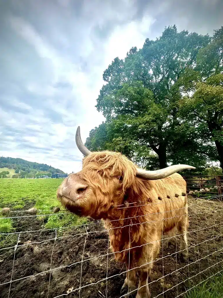 Scottish Highland Coo is a fun animal  to see on your itinerary for the United Kingdom. 